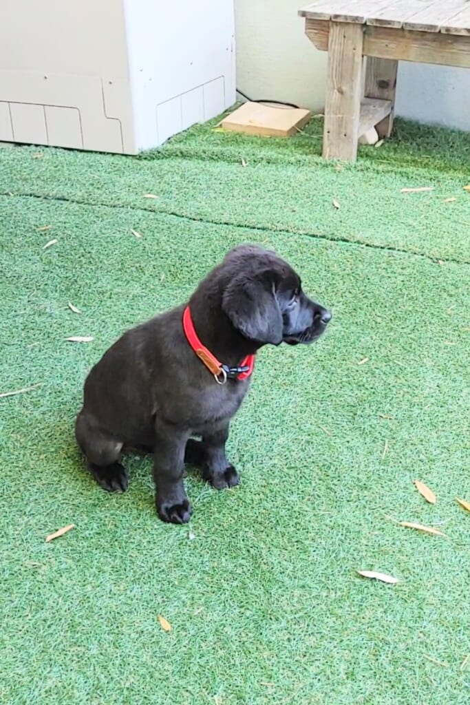 看板犬モナ